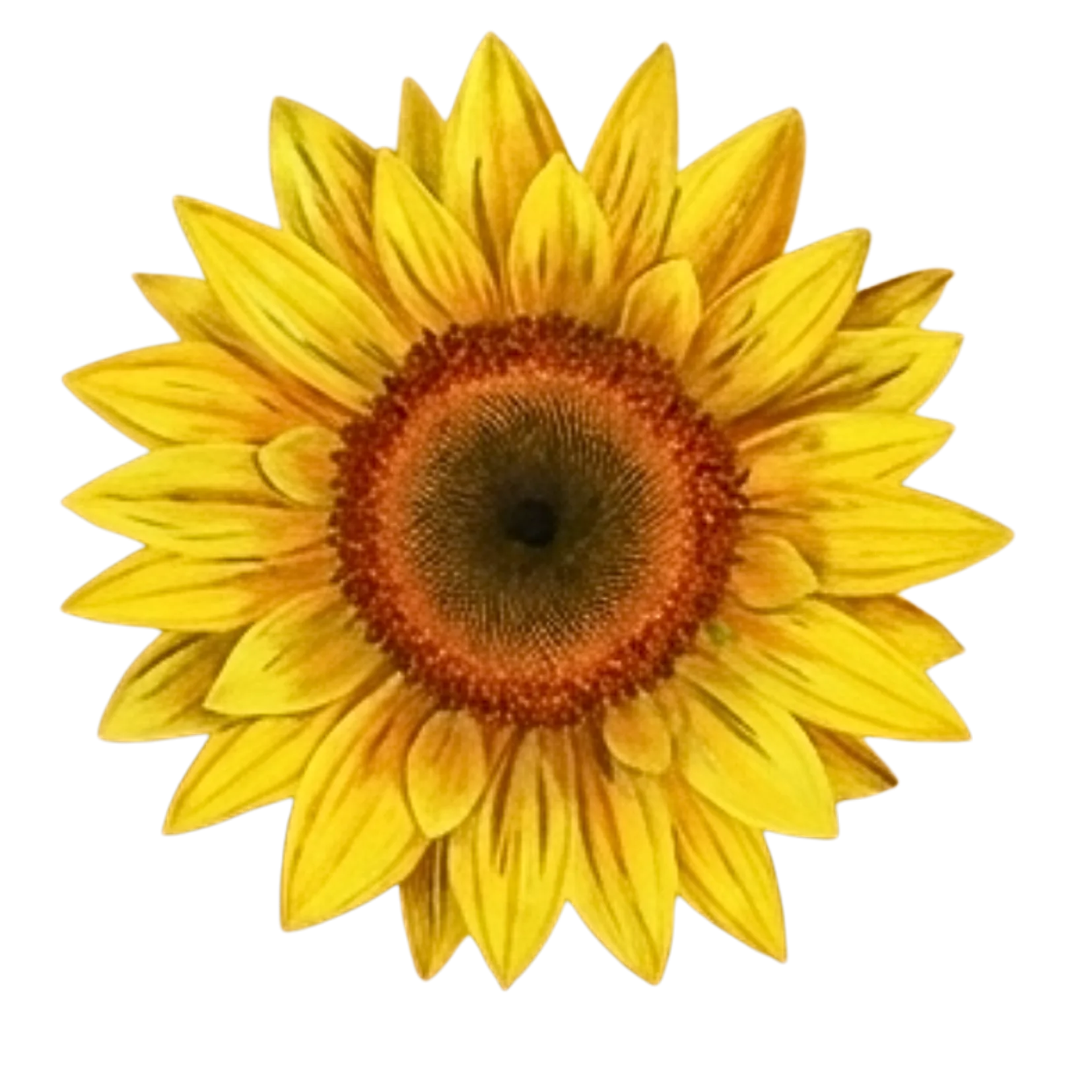 Logo Girassol